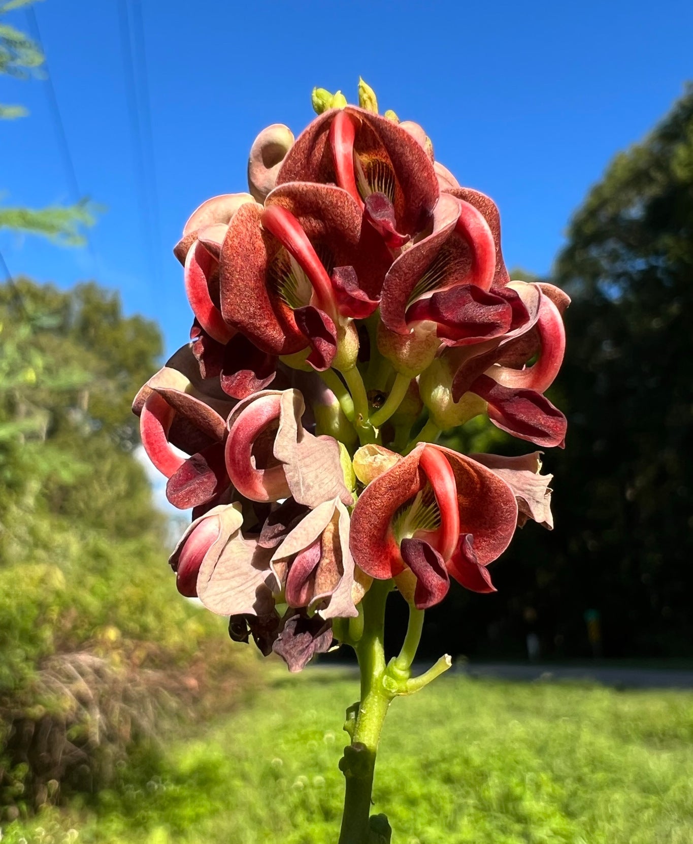 American Groundnut Apios americana 20 Seeds  USA Company