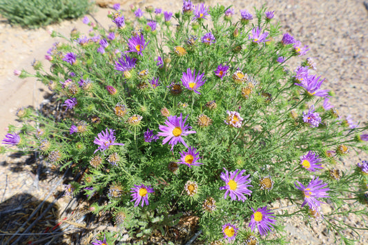 Tahoka Daisy Prairie Aster Machaeranthera tanacetifolia 100 Seeds