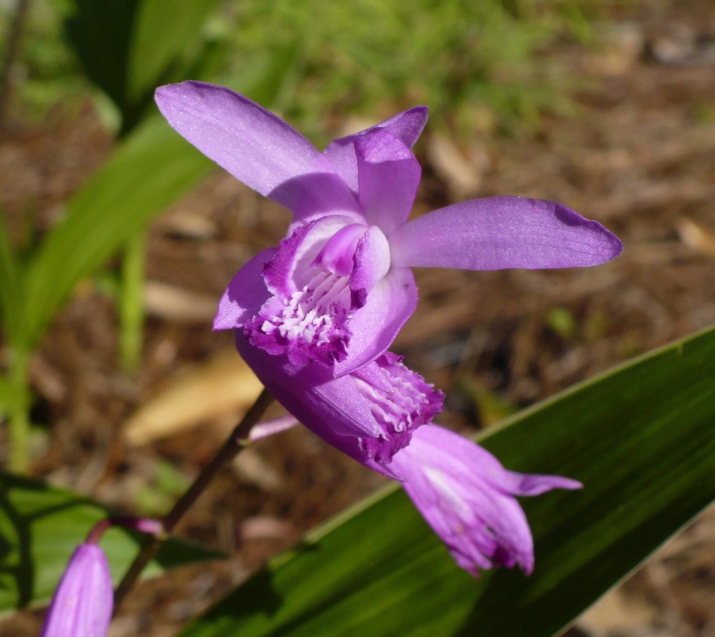 Hardy Ground Orchid  1000 Seeds  Bletilla striata