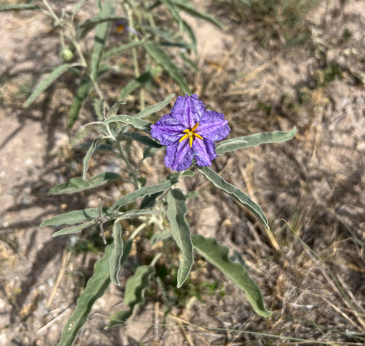 Silverleaf Nightshade  Solanum Elaeagnifolium  20 Seeds  USA Company