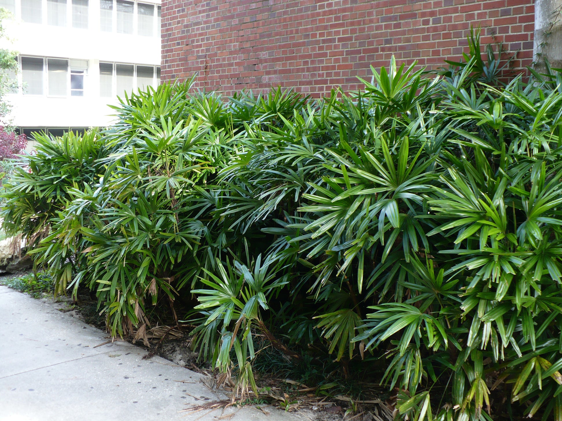 broadleaf lady palm plant Broadleaf Lady Palm 5 Seeds Rhapis excelsa – R&B Floridaseeds
