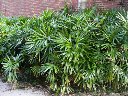 Broadleaf Lady Palm  Rhapis excelsa  10 Seeds  USA Company