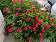 Load image into Gallery viewer, Red Four O&#39;clock  10 Seeds  Mirabilis jalapa