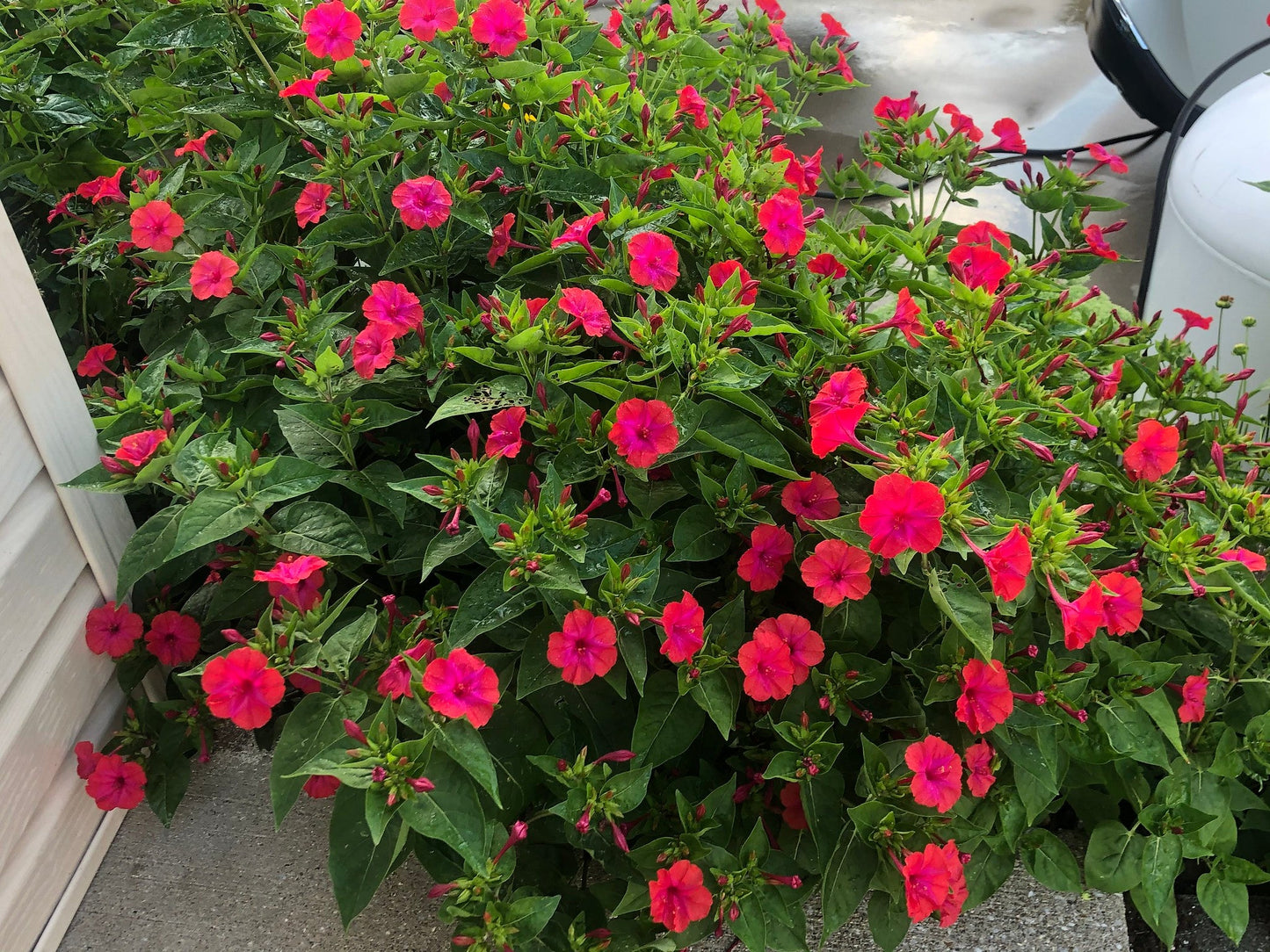 Red Four O'clock  Mirabilis jalapa  350 Seeds  USA Company