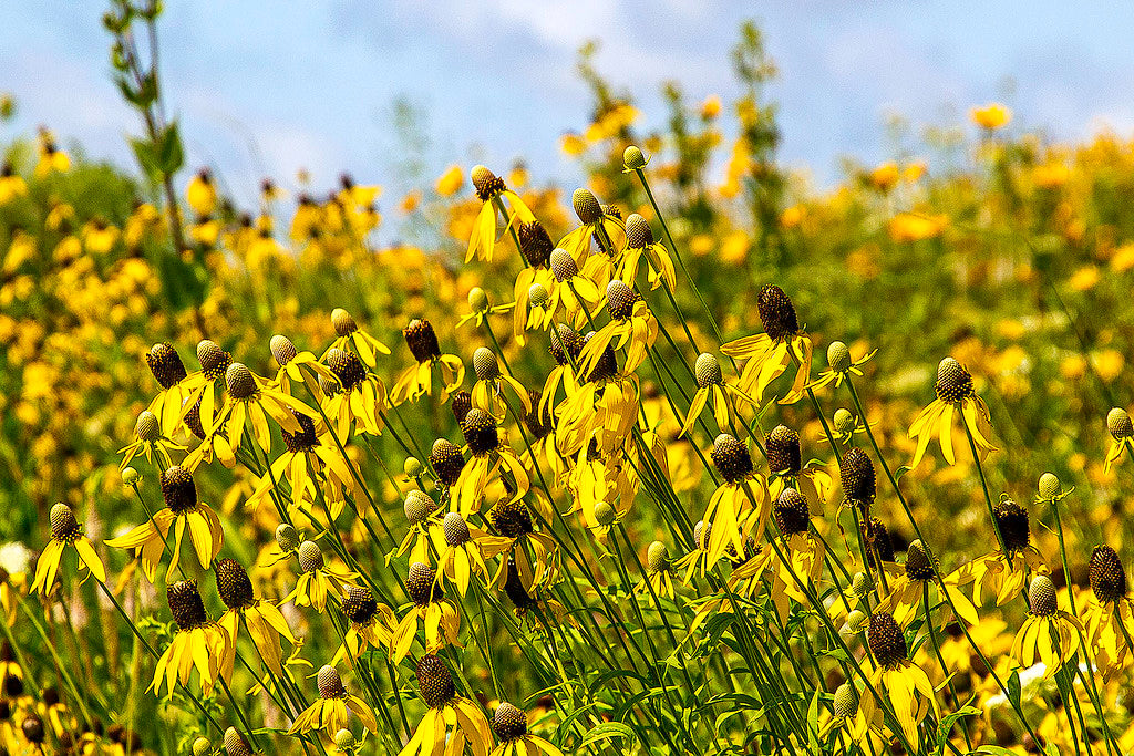 Yellow Coneflower  Ratibida pinnata  100 Seeds   USA Company