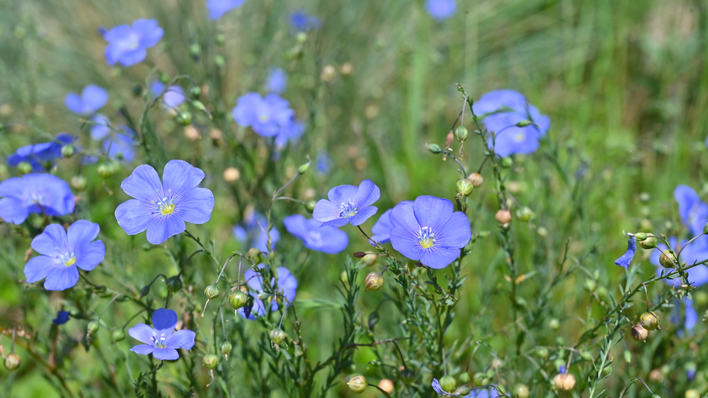 Flax  Linseed  Linum usitatissimum  100 Seeds  USA Company