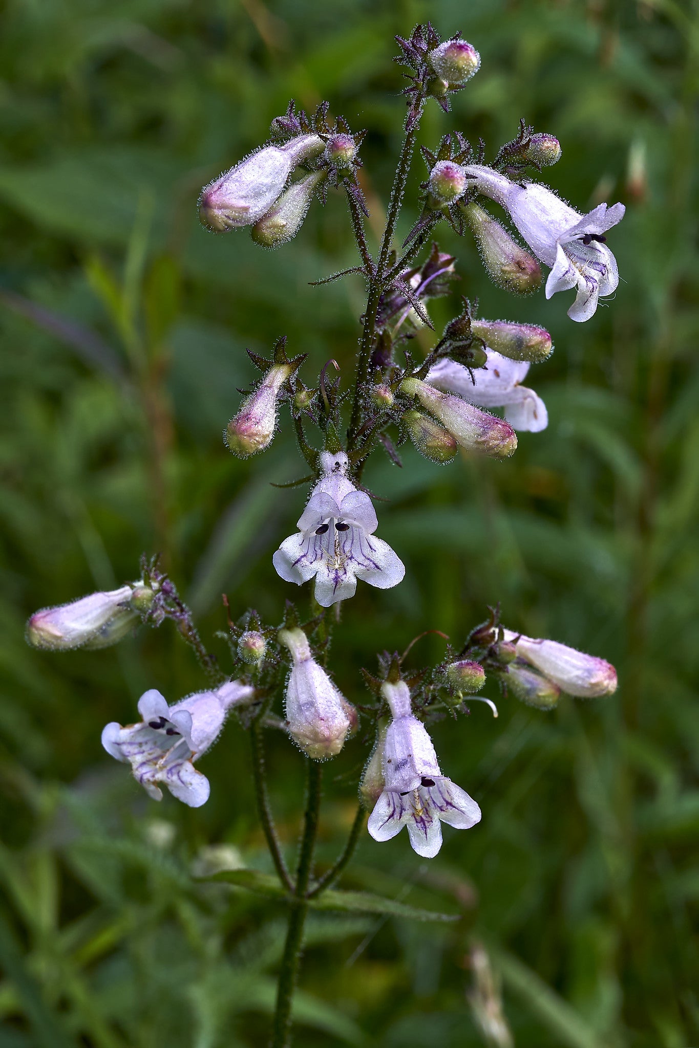 Gray Beardtongue  200 Seeds  Penstemon canescens