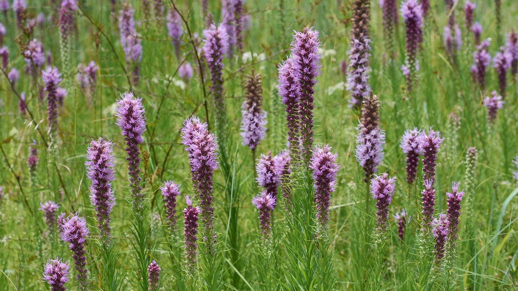 Prairie Blazing Star  100 Seeds  Liatris pycnostachya