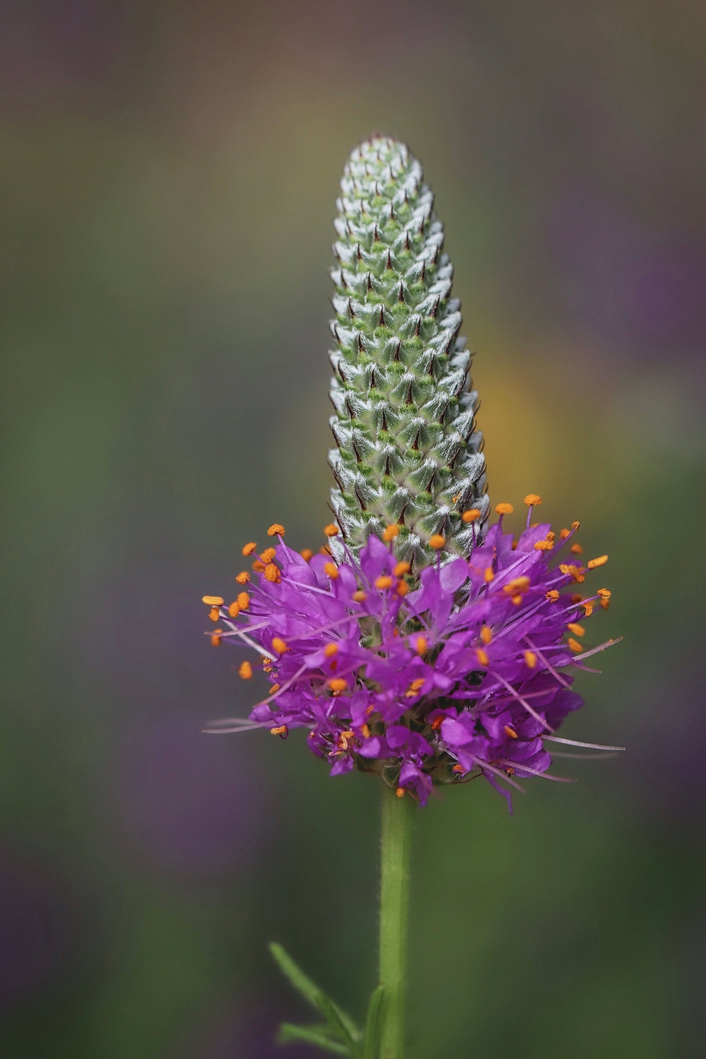 Purple Prairie Clover Dalea purpurea 1000 Seeds  USA Company