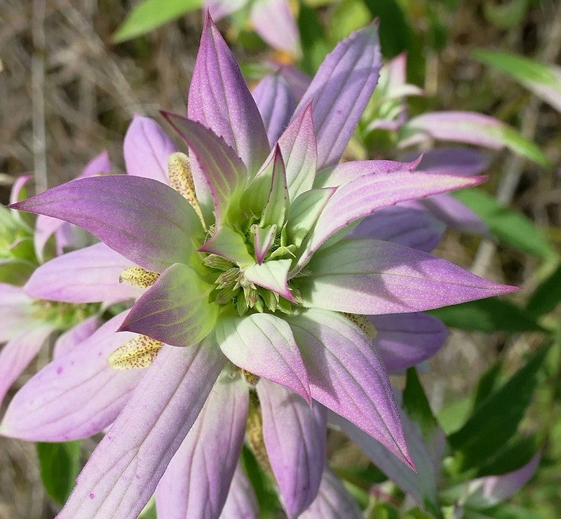 Spotted Bee Balm   100 Seeds   Monarda punctata