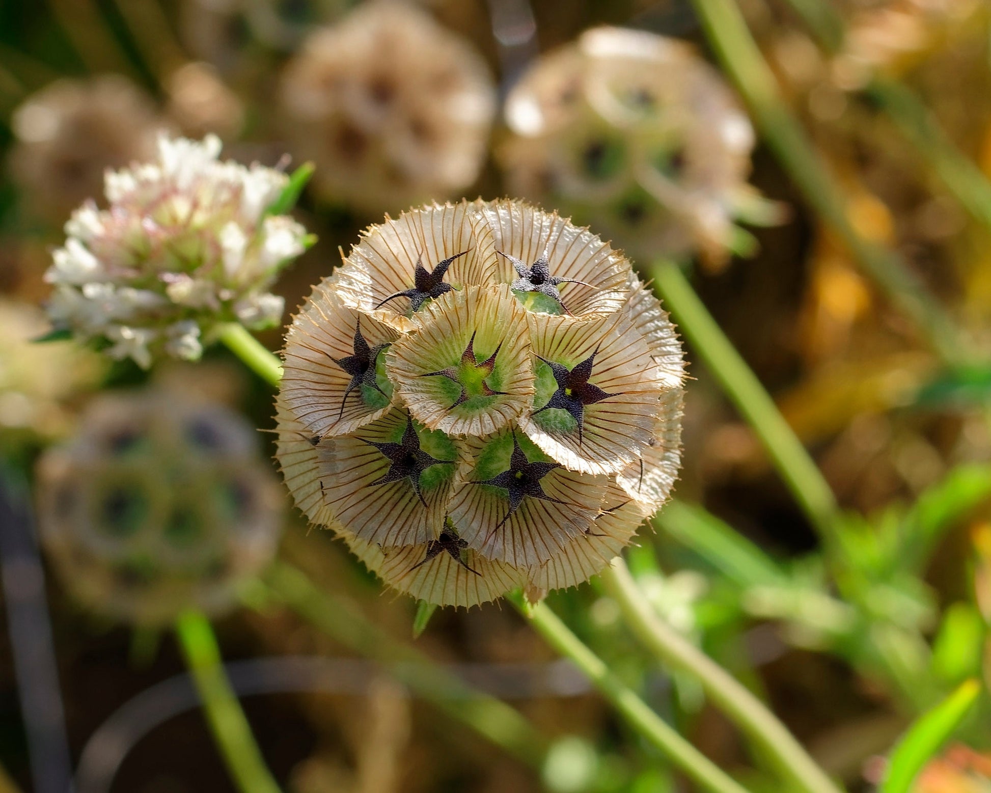 star flower seeds Starflower Pincushion Flower Scabiosa stellata 100 Seeds – R&B Floridaseeds