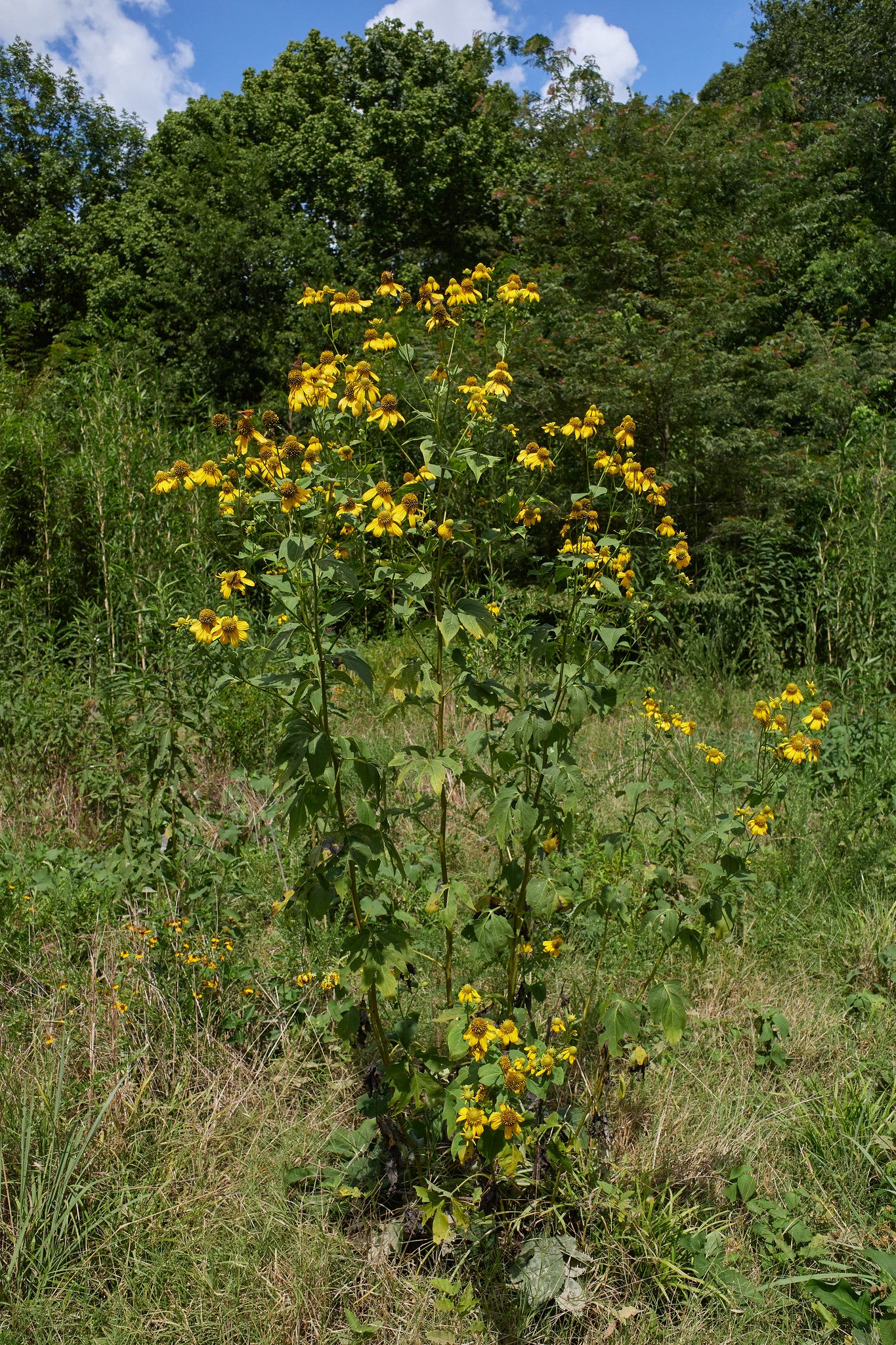 Green-Headed Coneflower Rudbeckia laciniata 500 Seeds  USA Company