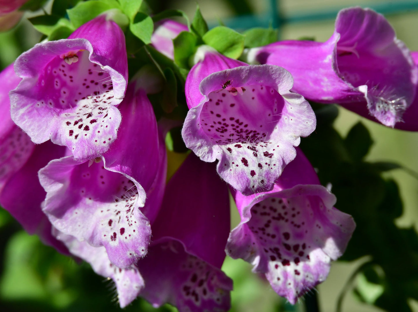 Purple Foxglove  100 Seeds  Digitalis purpurea