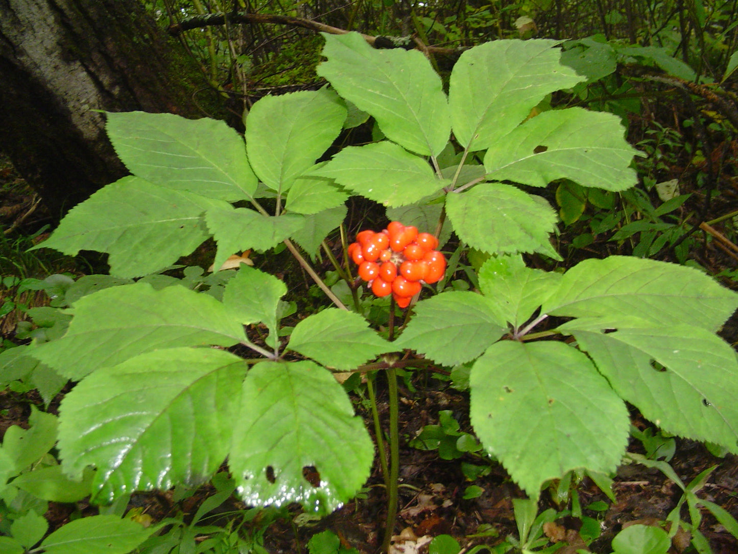 Asian Ginseng Panax ginseng 10 Seeds  USA Company