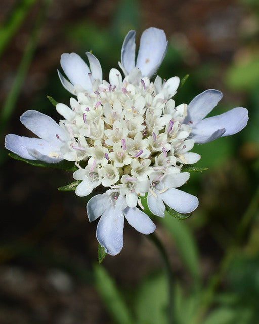 Starflower Pincushion Flower Scabiosa stellata 100 Seeds  USA Company