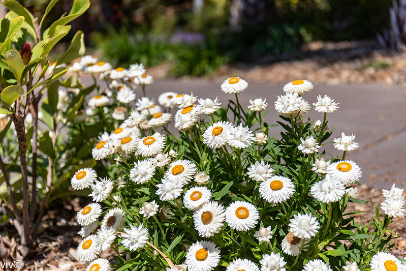 White Strawflower  100 Seeds  Helichrysum bracteatum
