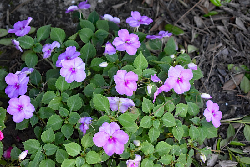Lavender Impatiens  100 Seeds  Impatiens walleriana