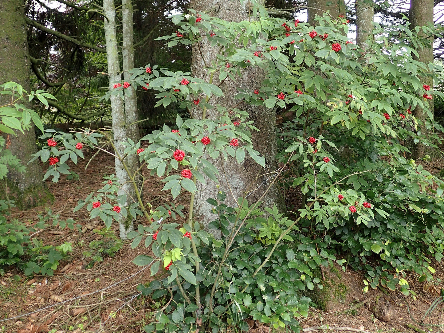 Red Elderberry Sambucus racemosa 100 Seeds  USA Company