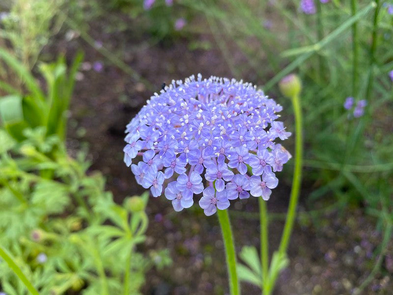 Blue Lace Flower  100 Seeds  Trachymene coerulea