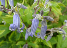 Load image into Gallery viewer, Japanese Clematis  20 Seeds  Clematis stans