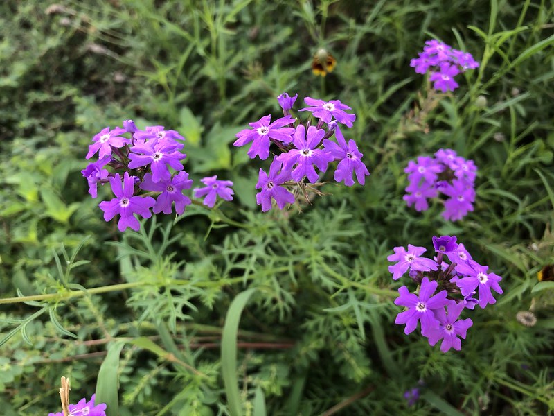 Moss Verbena  100 Seed  Glandularia aristigera
