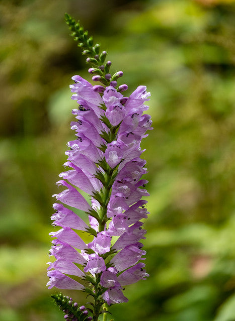 Obedient Plant   100 Seeds   Physostegia virginiana