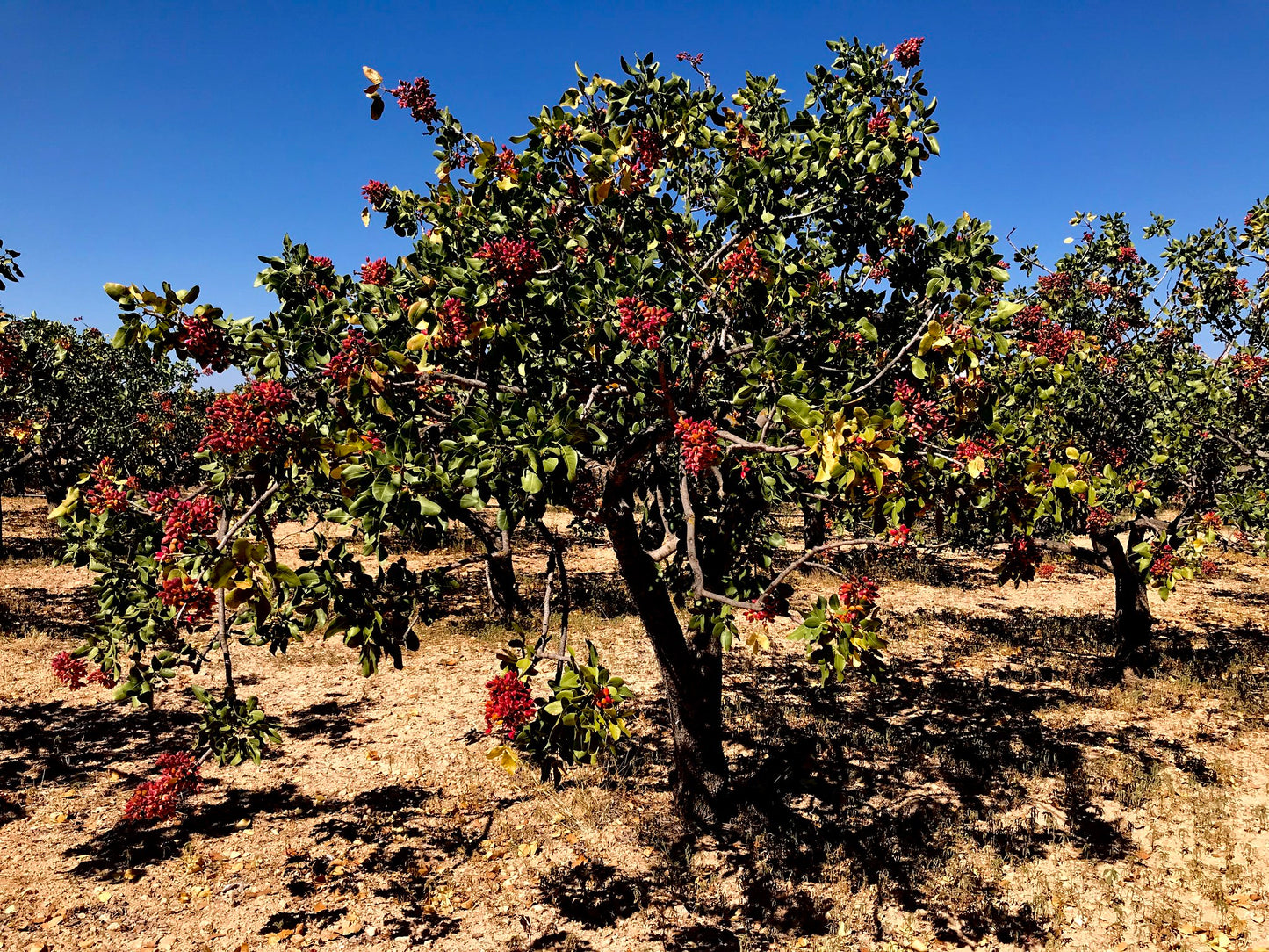 Pistachio  Pistacia vera  10 Seeds  USA Company