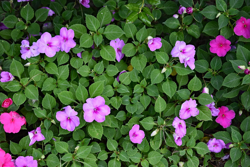Lavender Impatiens  100 Seeds  Impatiens walleriana
