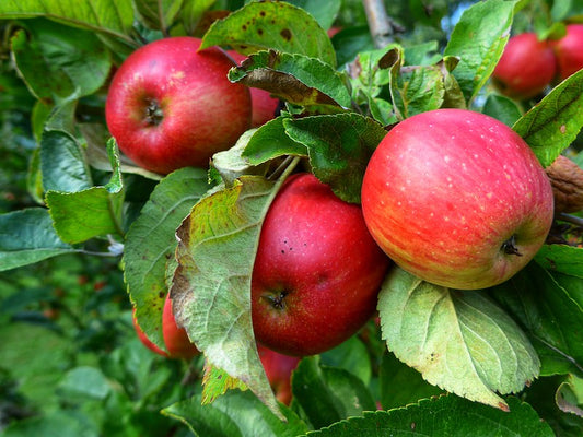 Apple Tree 100 Seeds Malus domestica USA Company