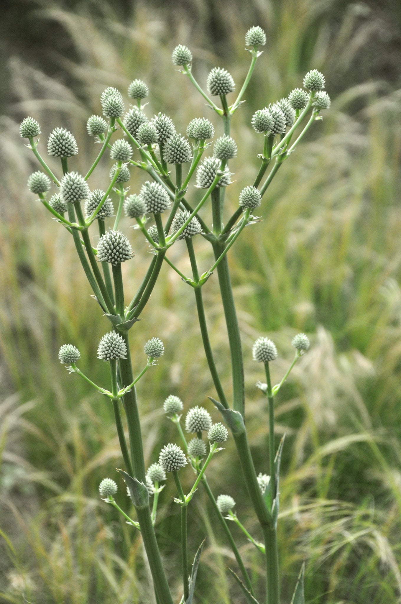 Rattlesnake Master Eryngium yuccifolium 100 Seeds  USA Company