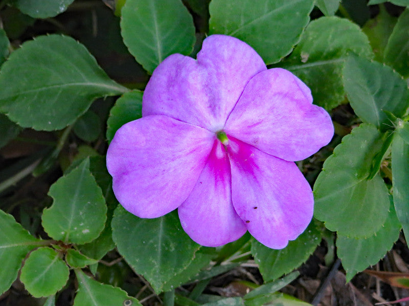 Lavender Impatiens  100 Seeds  Impatiens walleriana