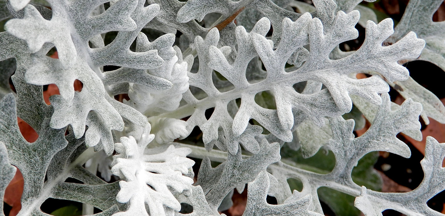 Dusty Miller  100 Seeds  Senecio maritimus