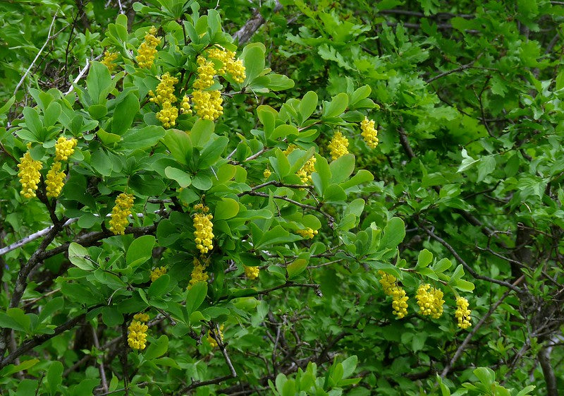 Barbery  10 Seeds  Berberis vulgaris