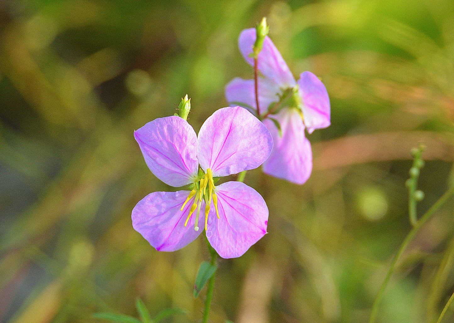 Maryland Meadow Beauty Rhexia mariana 100 Seeds   USA Company