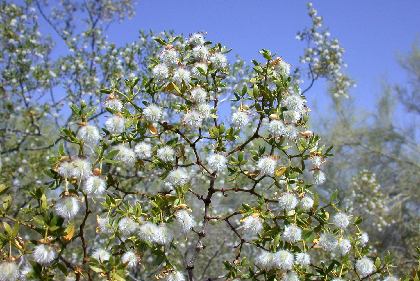 Creosote Bush Larrea tridentanta 200 Seeds  USA Company