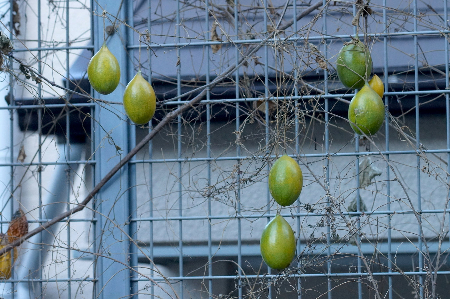 Chinese Cucumber   10 Seeds   Trichosanthes kirilowii