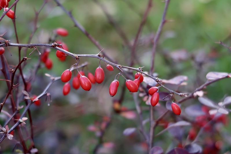 Barbery  10 Seeds  Berberis vulgaris