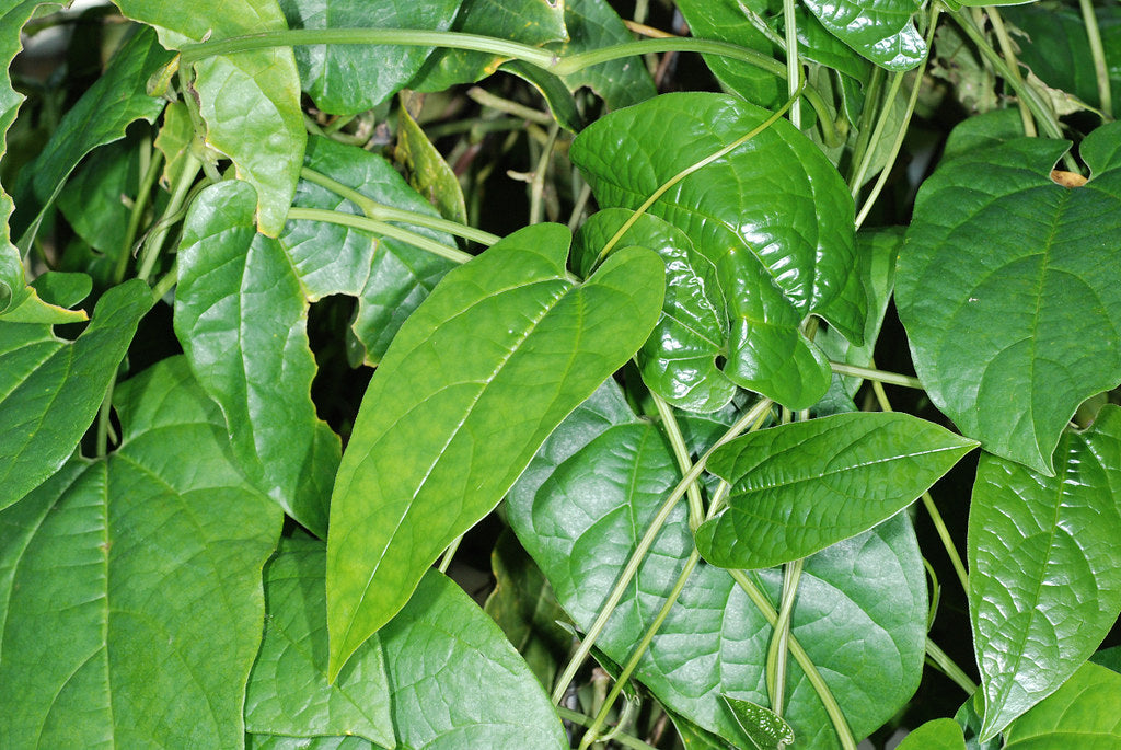 Indian Birthwort   10 Seeds   Aristolochia tagala