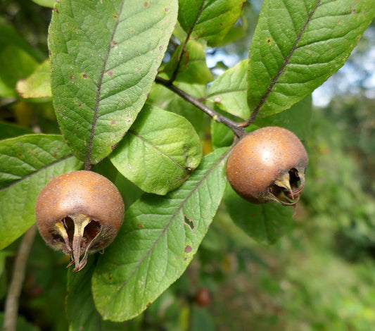 Medlar Mespilus germanica 100 Seeds   USA Company