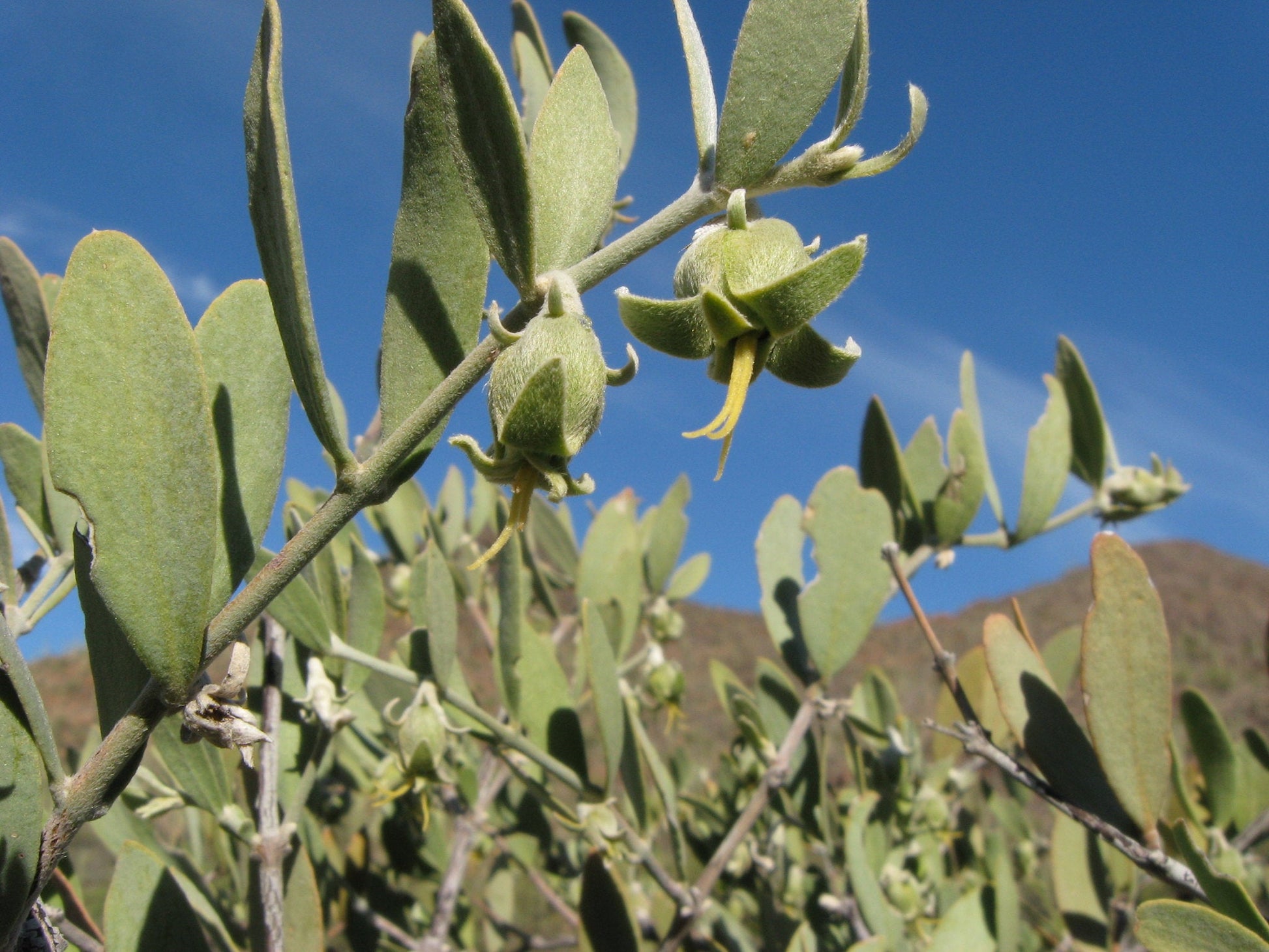 plant jojoba seed Jojoba Simmondsia chinensis 10 Seeds – R&B Floridaseeds