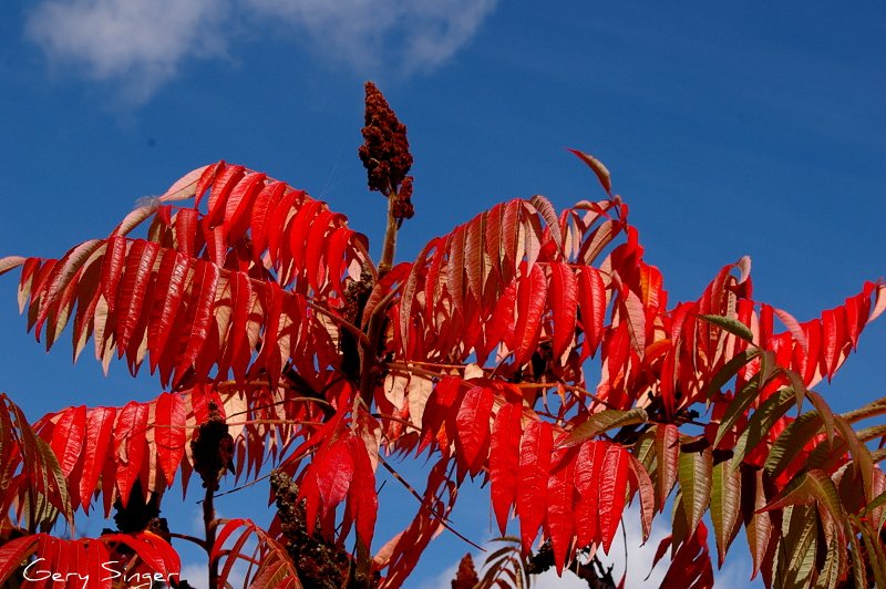 Staghorn Sumac   Rhus typhina  500 Seeds  USA Company