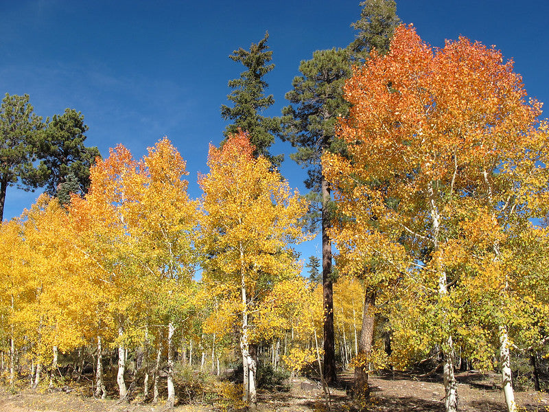 Quaking Aspen  Populus tremuloides  100 Seeds  USA Company