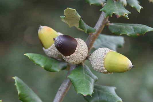 Holly Oak Holm Oak Quercus ilex 5 Seeds
