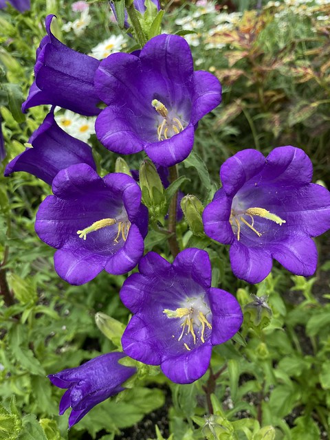 Canterbury Bells  100 Seeds  Campanula medium