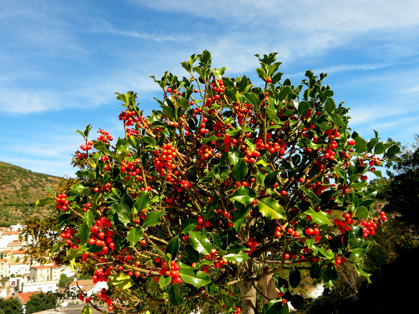 English Holly  30 Seeds  Ilex aquifolium
