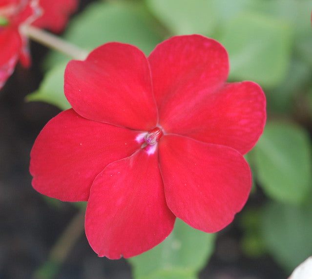 Red Impatiens  100 Seeds  Impatiens walleriana