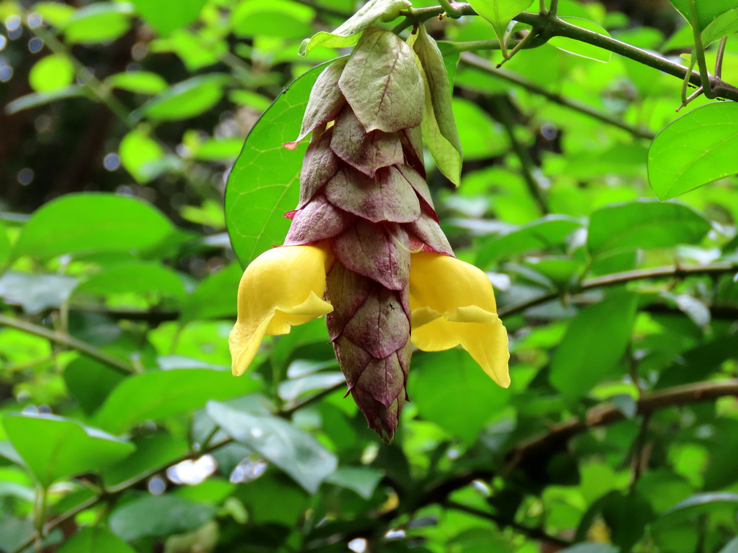 Parrot’s Beak   5 Seeds   Gmelina philippensis