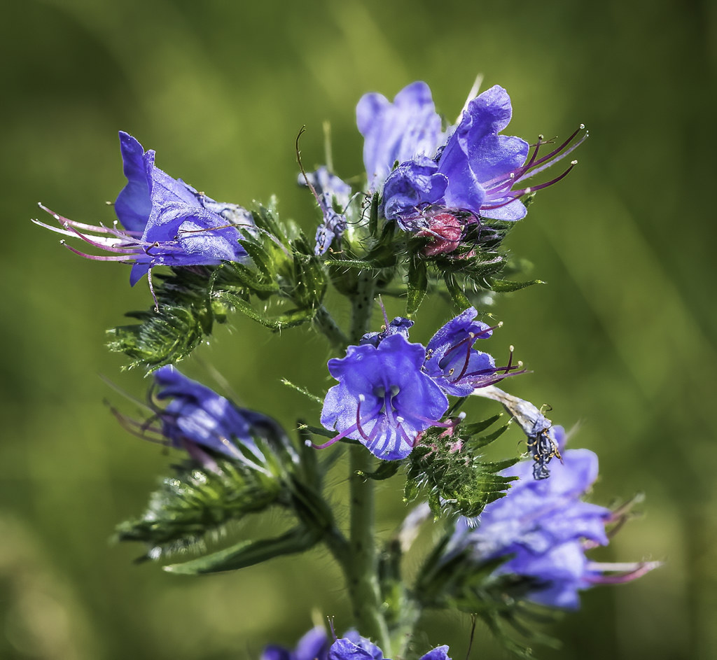 Viper's Bugloss Echium vulgare 100 Seeds  USA Company