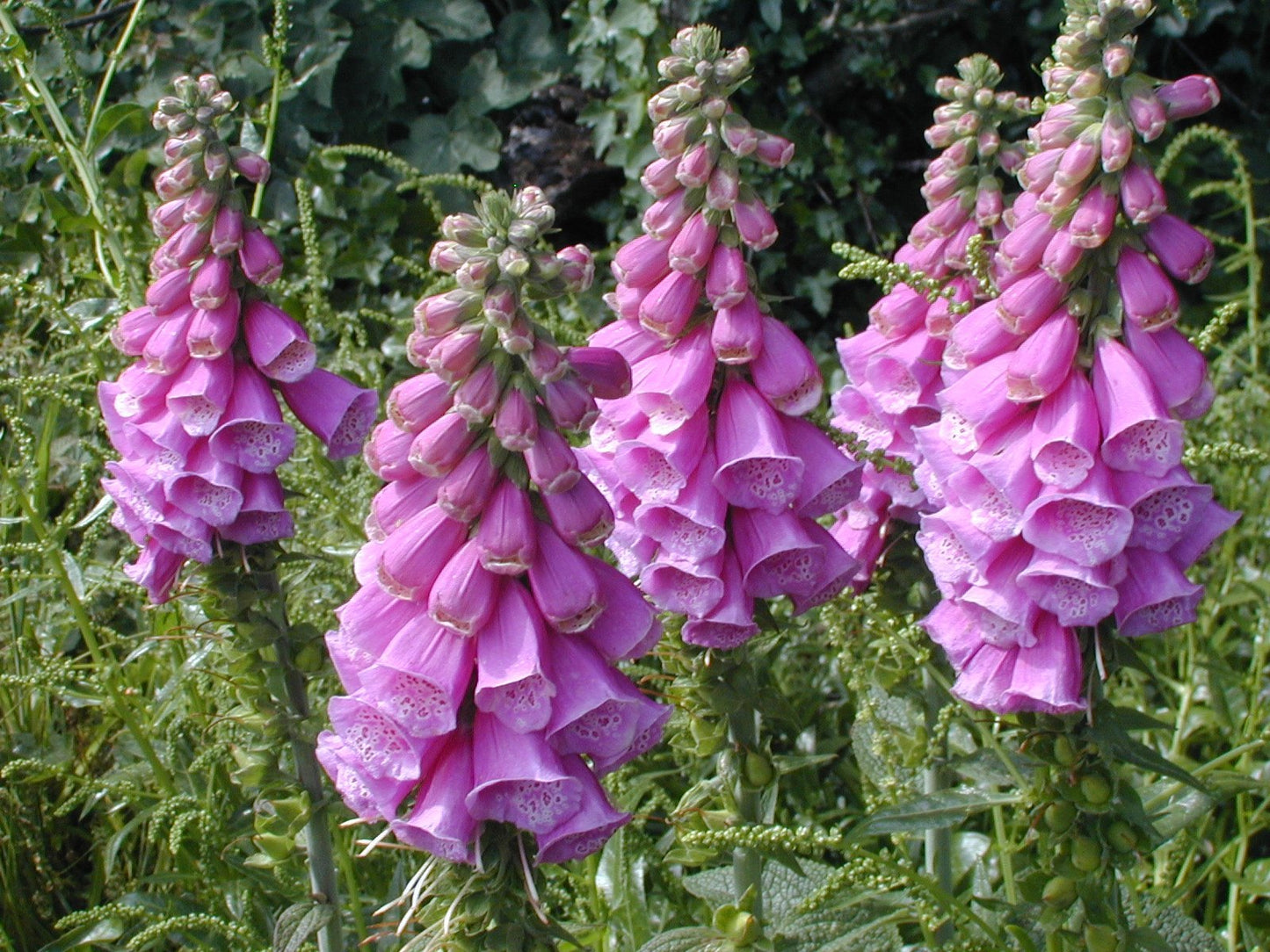 Purple Foxglove  100 Seeds  Digitalis purpurea
