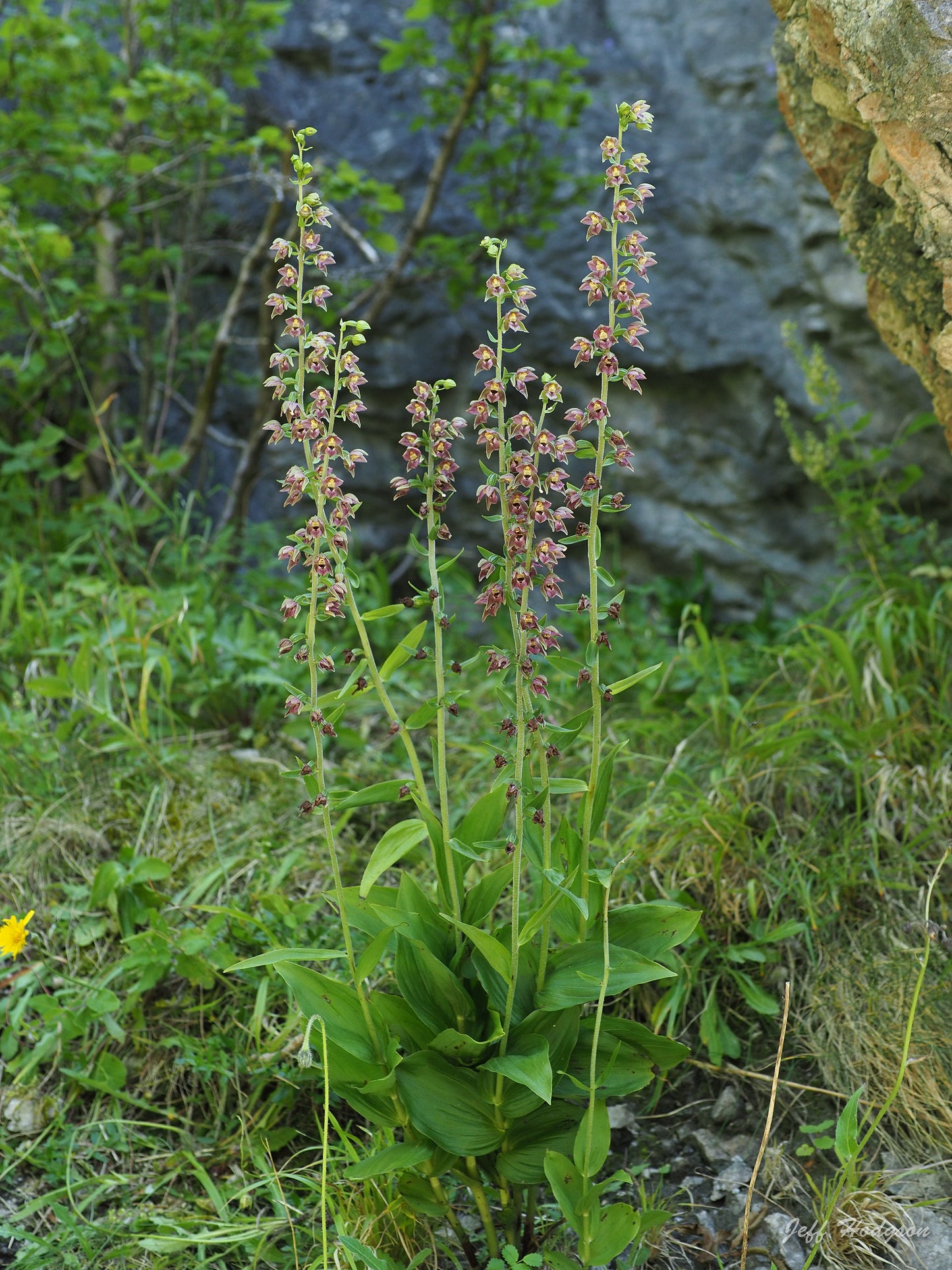 Broad-Leaved Helleborine  1000 Seeds  Epipactis helleborine